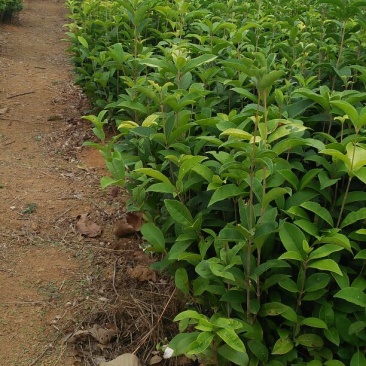 金桂花树苗30cm以下