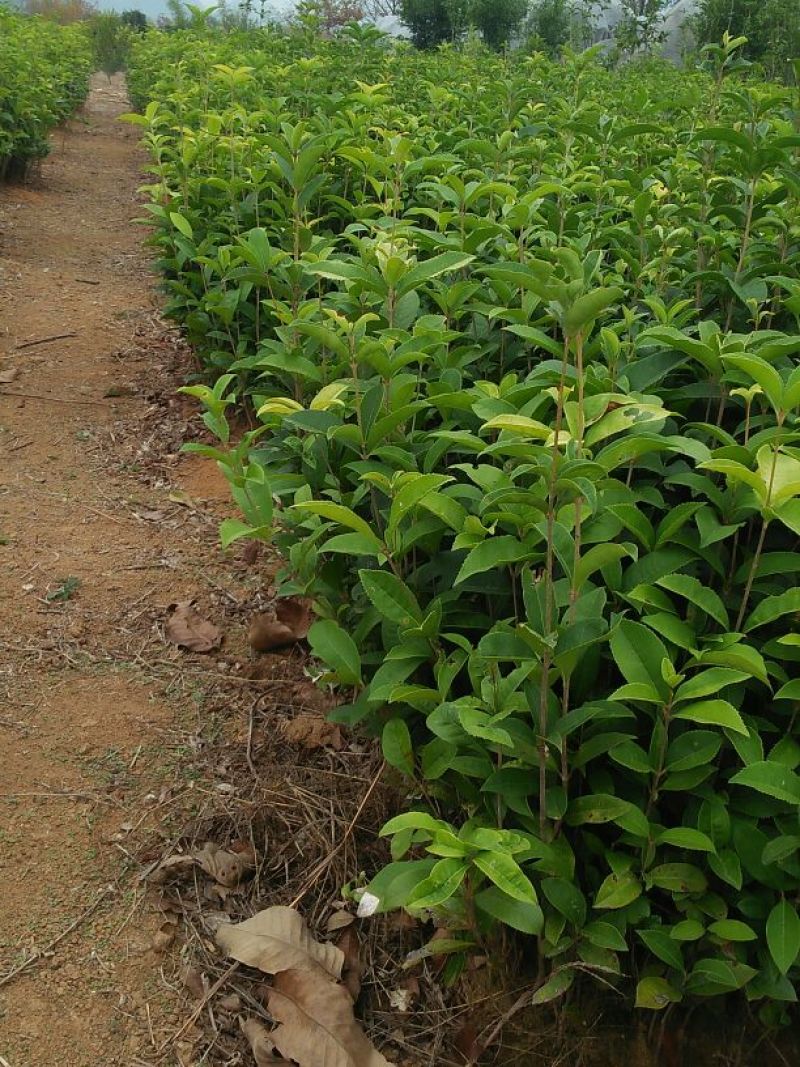 金桂花树苗30cm以下
