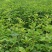 金桂花树苗30cm以下