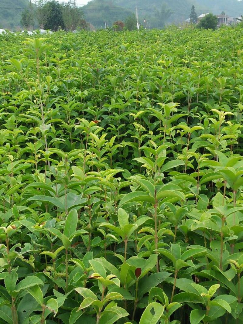 金桂花树苗30cm以下