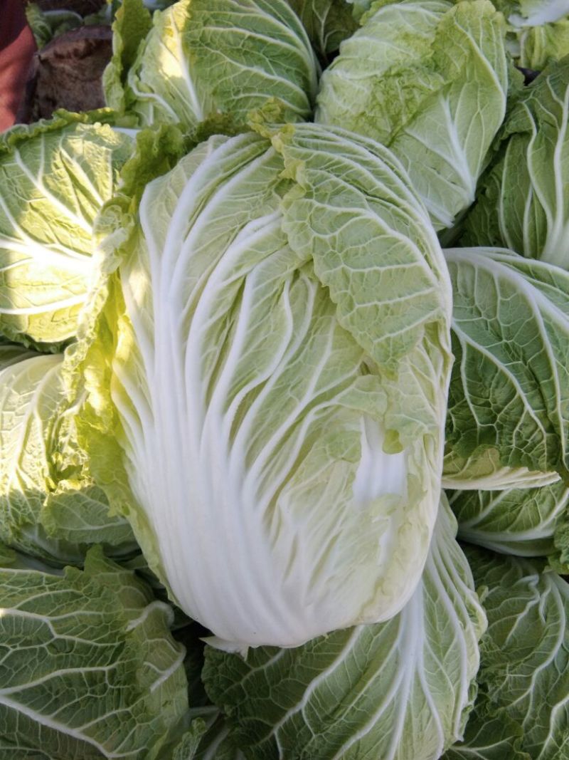 纯黄心短棵黄心大白菜大量上市
