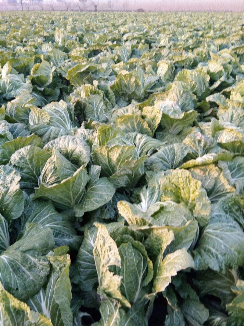 纯黄心短棵黄心大白菜大量上市