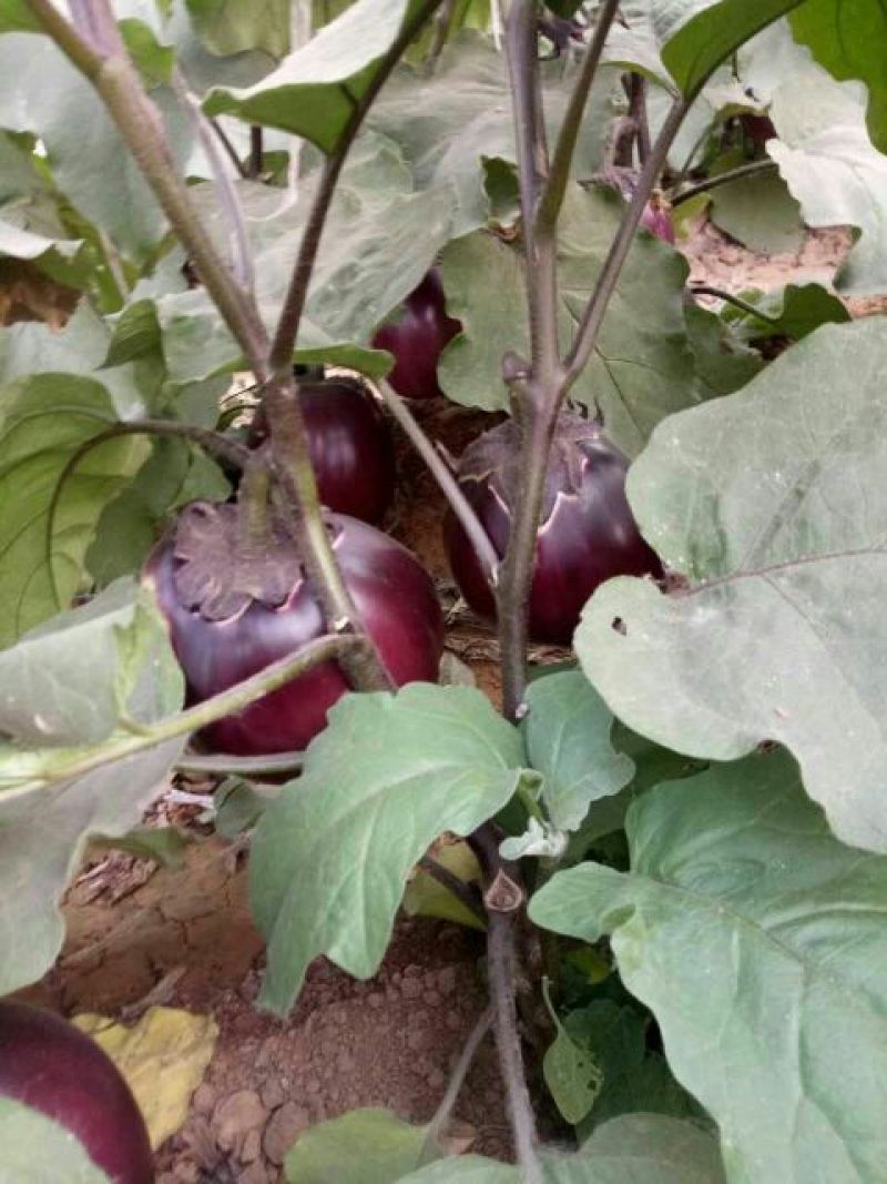 茄子苗