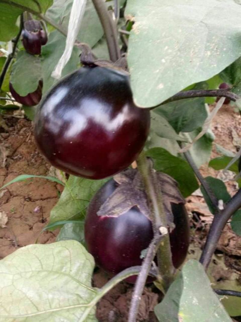 茄子苗