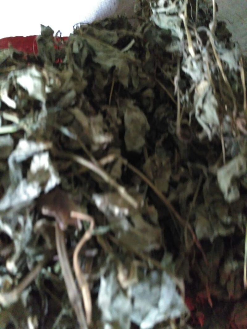 贵州野生，药用鱼腥草