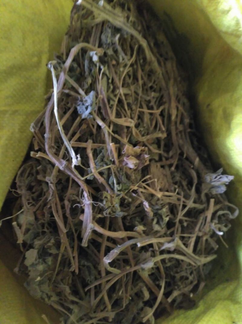 贵州野生，药用鱼腥草