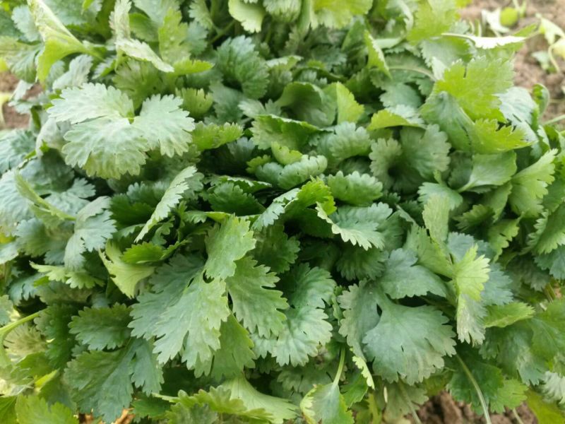 大叶香菜20~30厘米