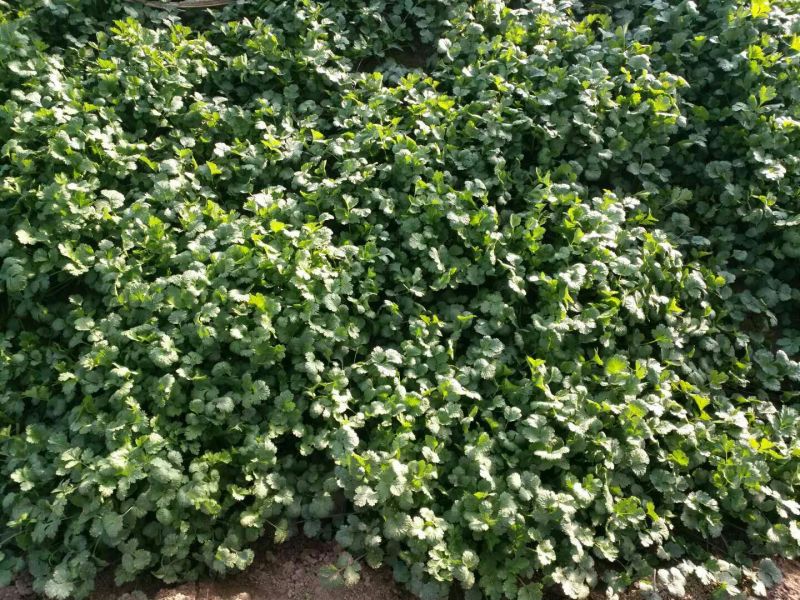 大叶香菜20~30厘米