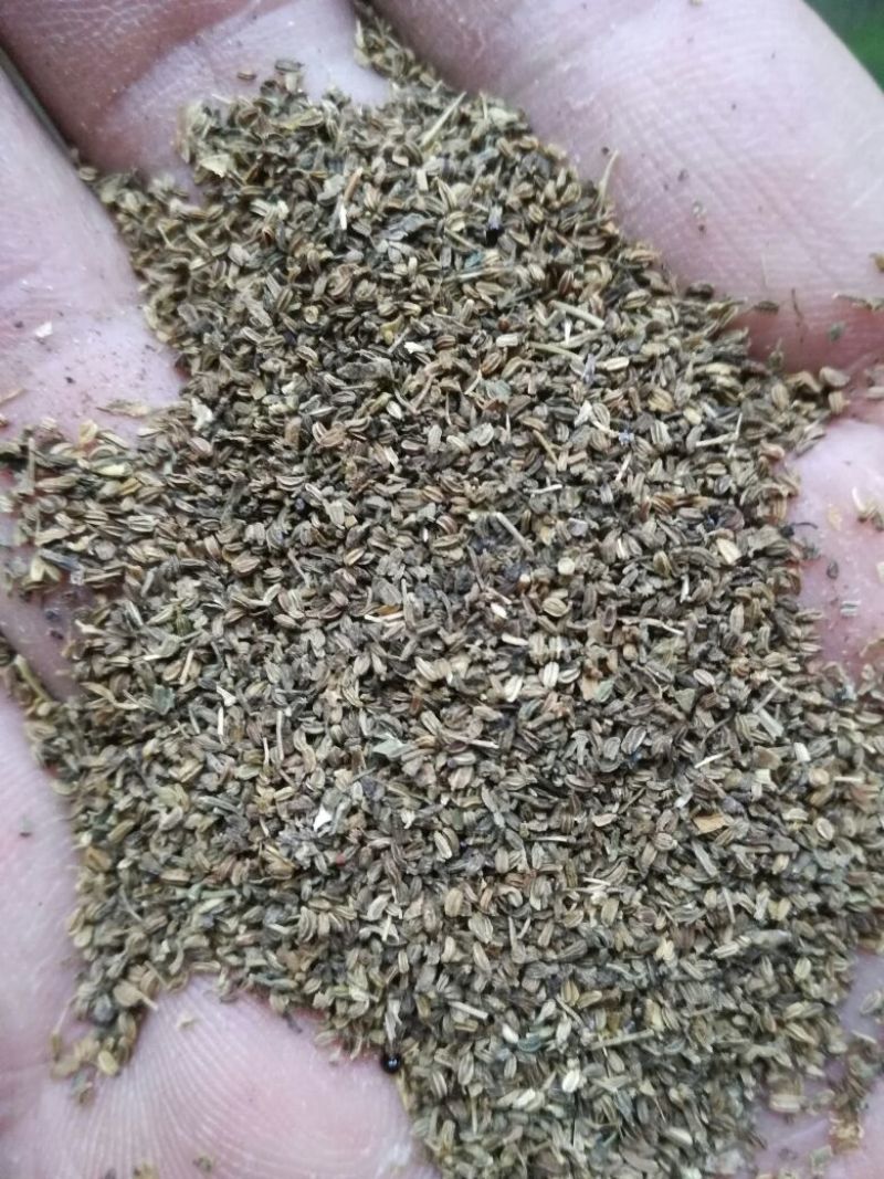 【热销榜TOP3】芹菜籽，药用芹菜籽，可做调料和药厂提取