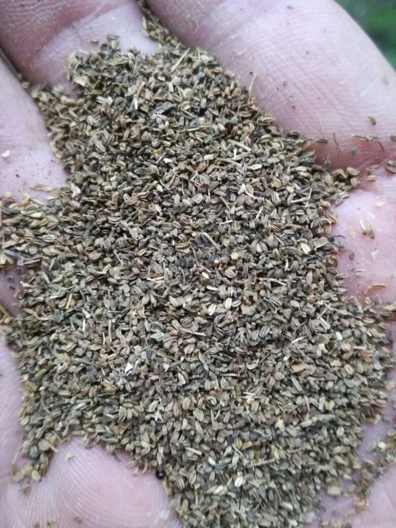 【热销榜TOP3】芹菜籽，药用芹菜籽，可做调料和药厂提取