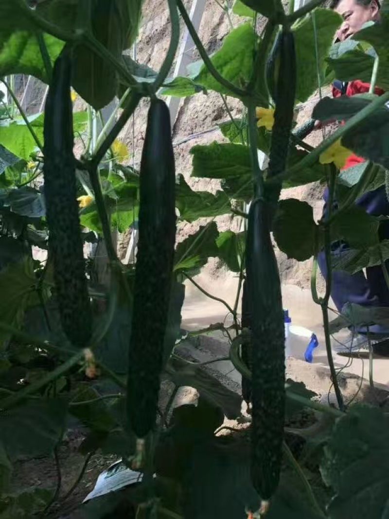 早春大棚黄瓜种子油量瓜码密瓤绿瓜条顺直
