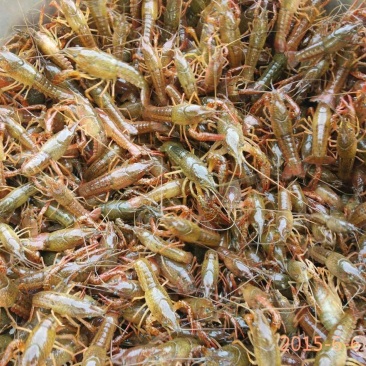 四川小龙虾苗，种虾四川小龙虾虾苗小龙虾苗