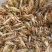 四川小龙虾苗，种虾四川小龙虾虾苗小龙虾苗