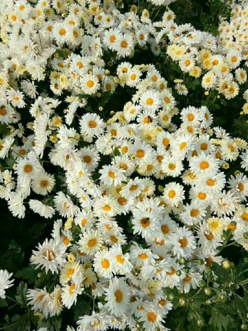 药用菊花袋装