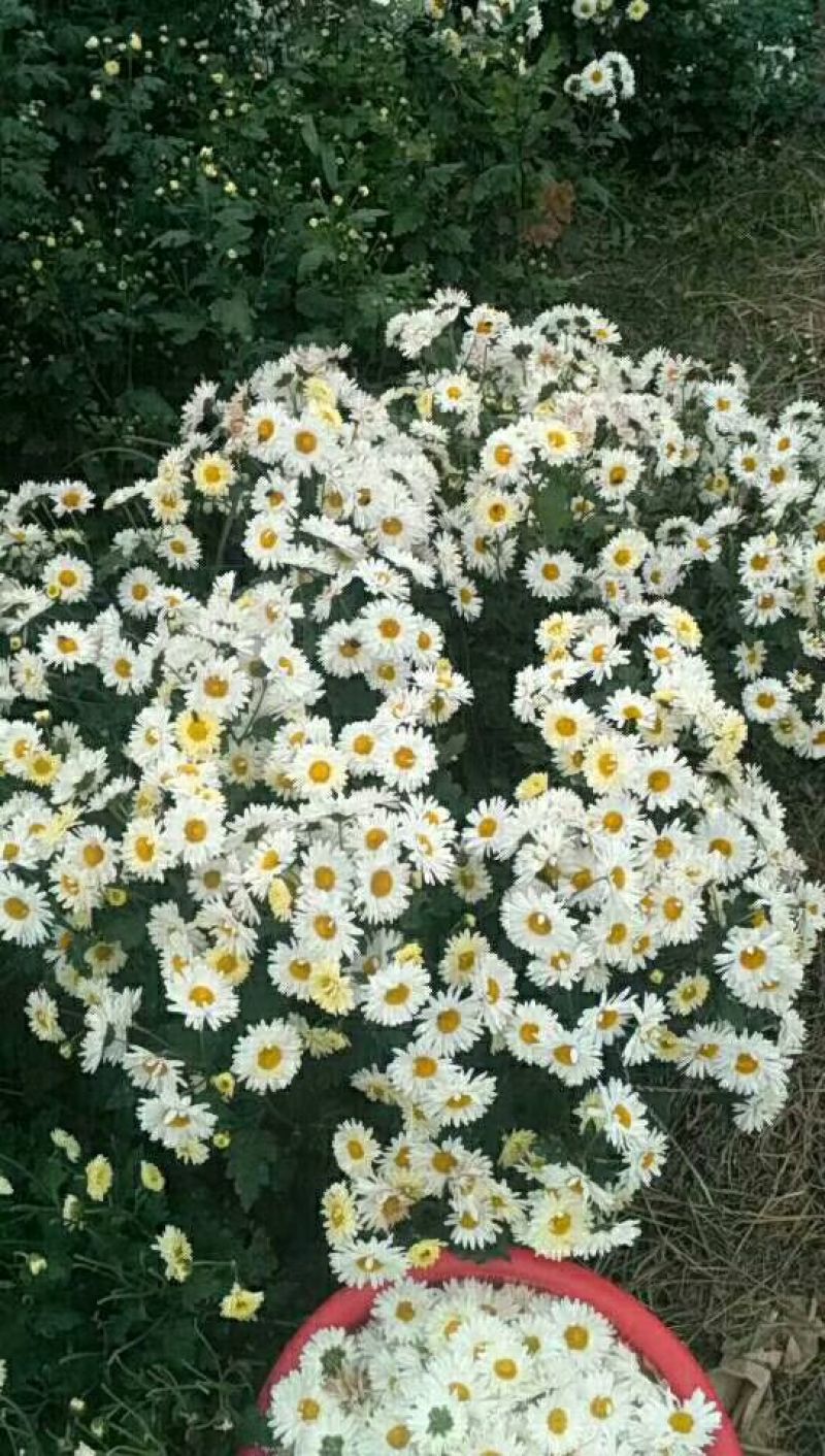 药用菊花袋装
