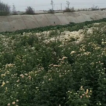 药用菊花袋装