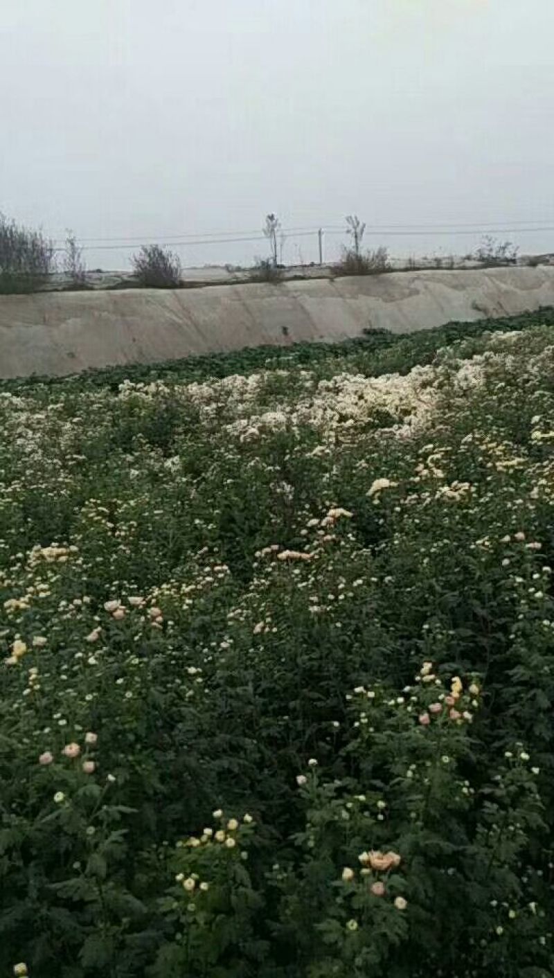 药用菊花袋装