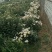 药用菊花袋装