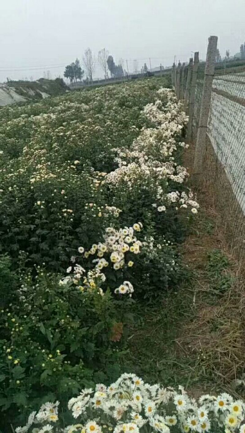 药用菊花袋装