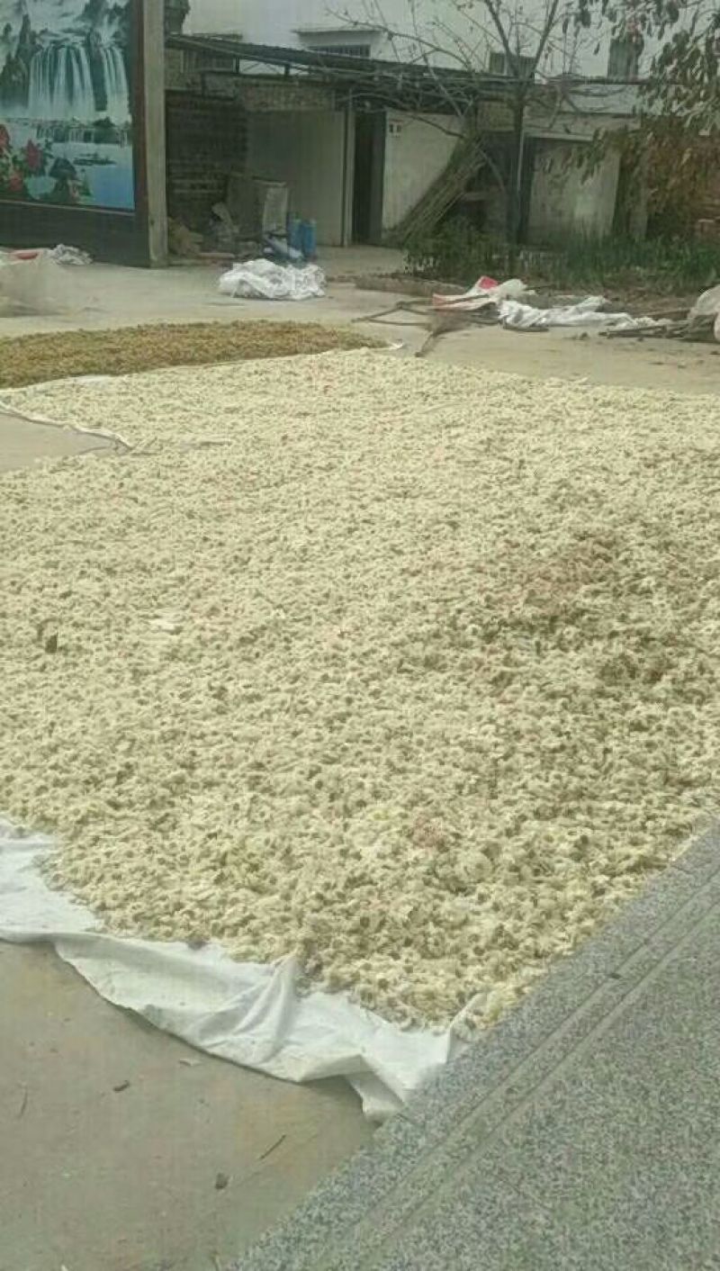 药用菊花袋装