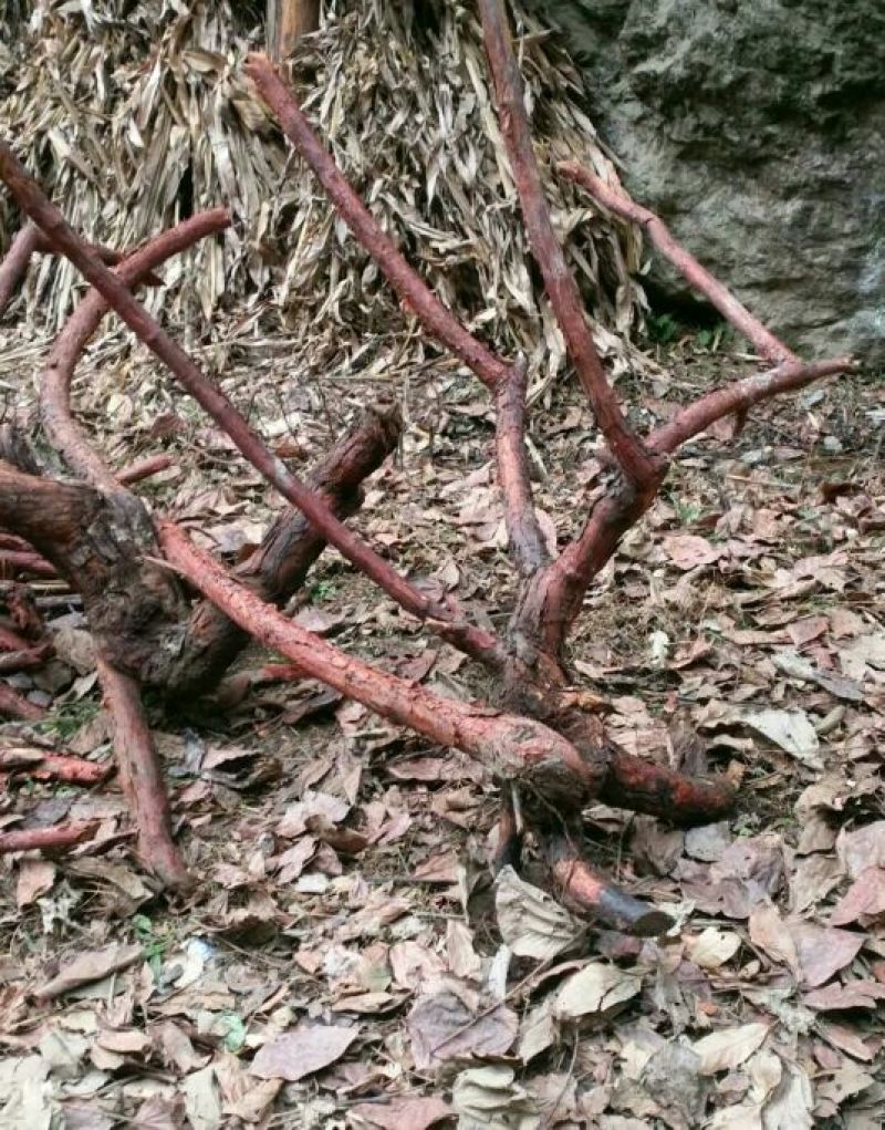 红刺藤
