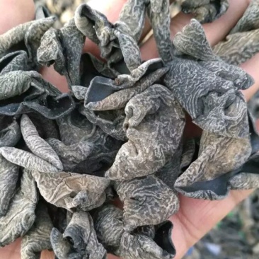 黑木耳二级