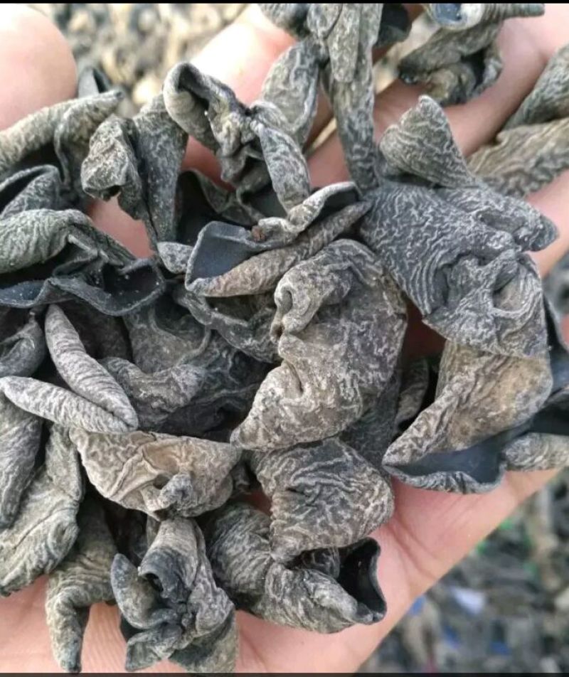 黑木耳二级