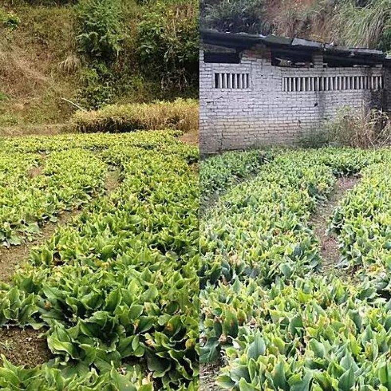 沙姜袋装，货靓价格便宜，有要货就联系我，直通批发市场，