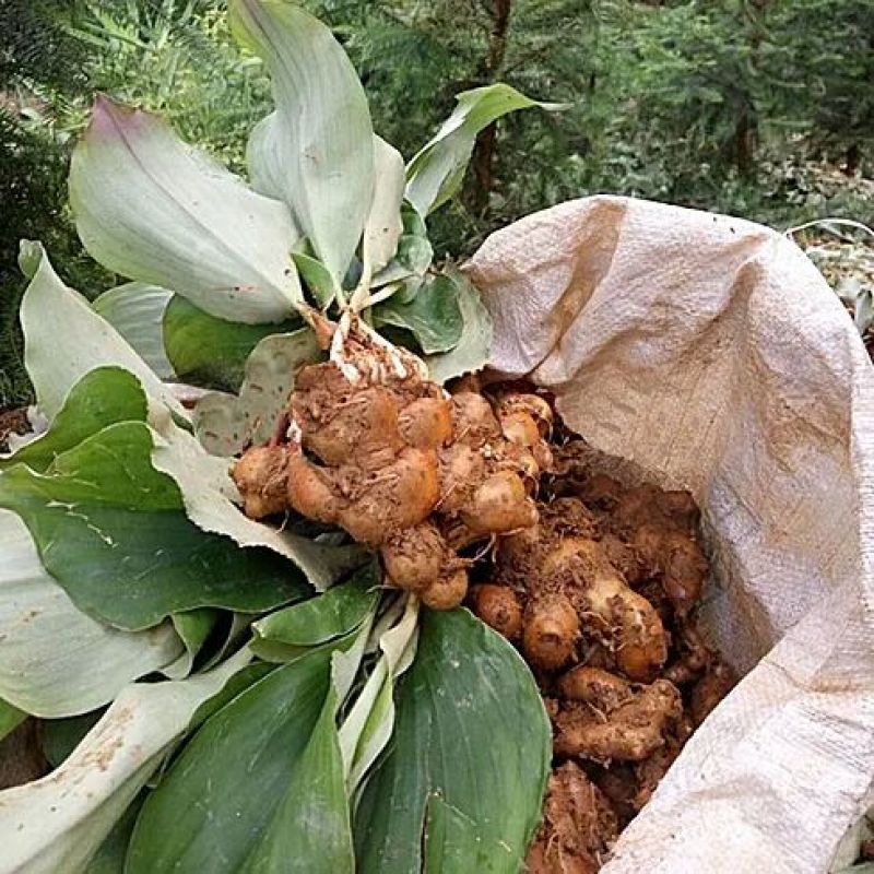 沙姜袋装，货靓价格便宜，有要货就联系我，直通批发市场，