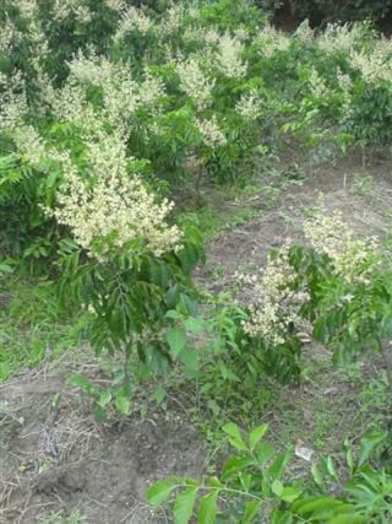 无核黄皮果苗30~50cmcm