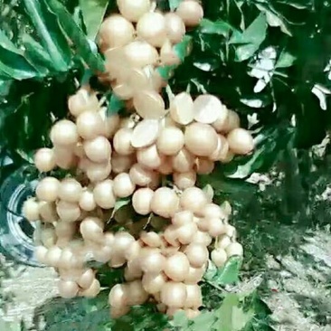 无核黄皮果苗30~50cmcm
