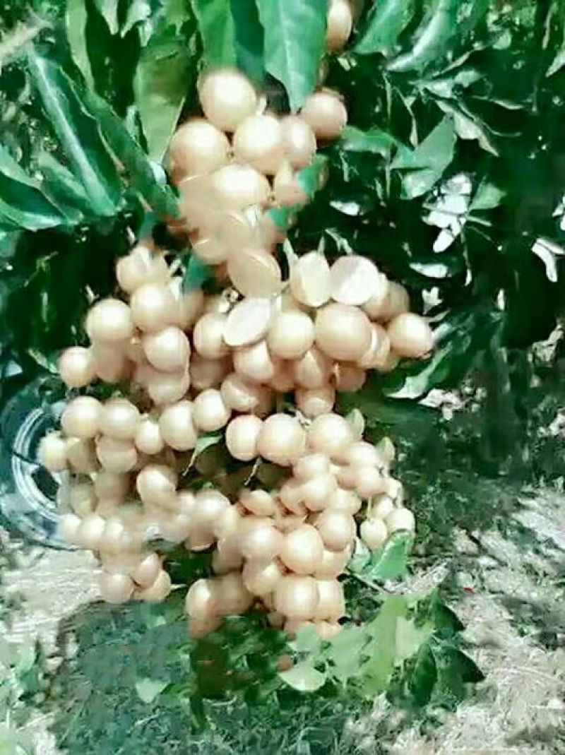 无核黄皮果苗30~50cmcm