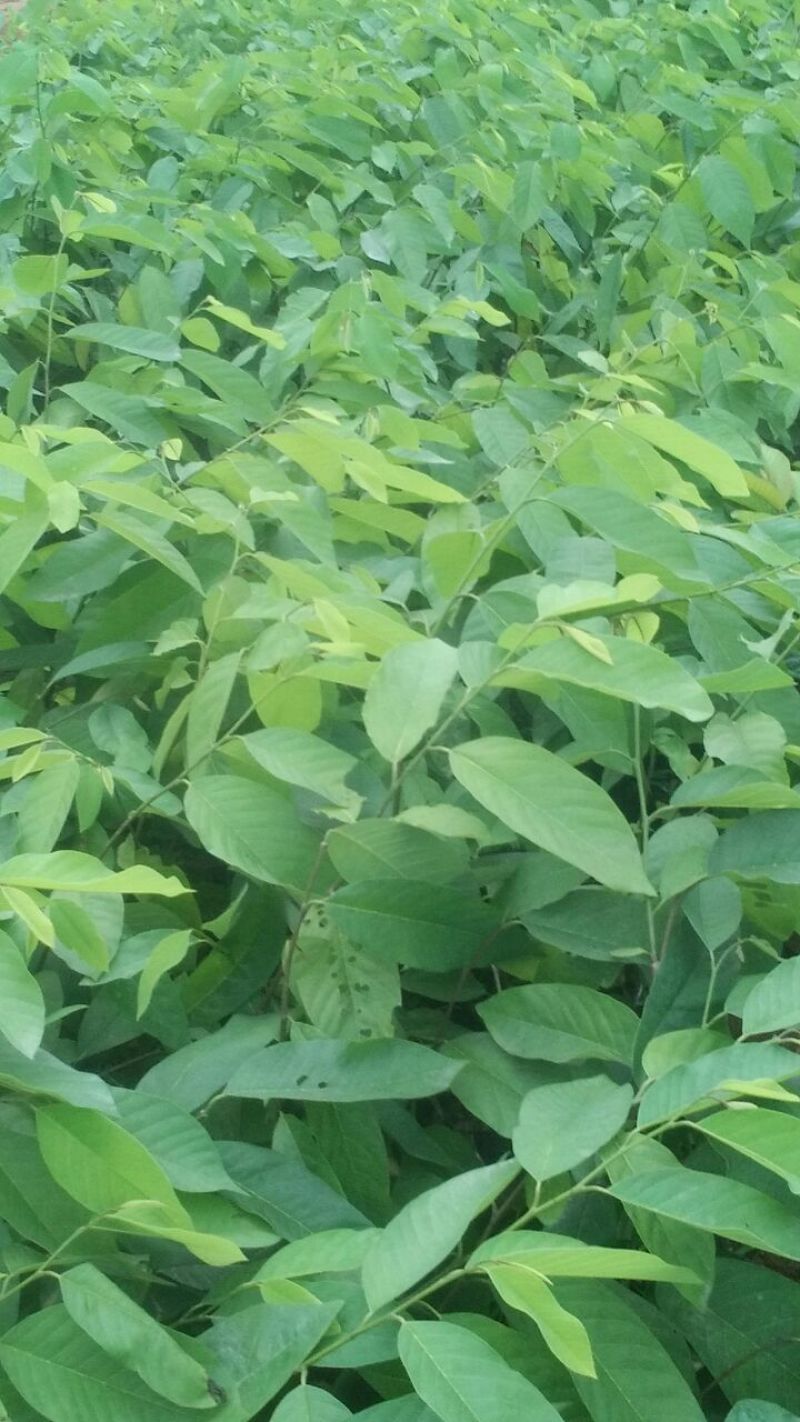 台湾凤梨释迦苗30~50cm