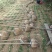 【枇杷树苗】81~110cm河南南阳苗木基地直供品质保