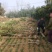 【枇杷树苗】81~110cm河南南阳苗木基地直供品质保