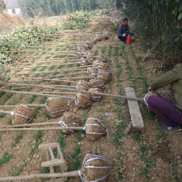 【枇杷树苗】81~110cm河南南阳苗木基地直供品质保