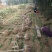 【枇杷树苗】81~110cm河南南阳苗木基地直供品质保
