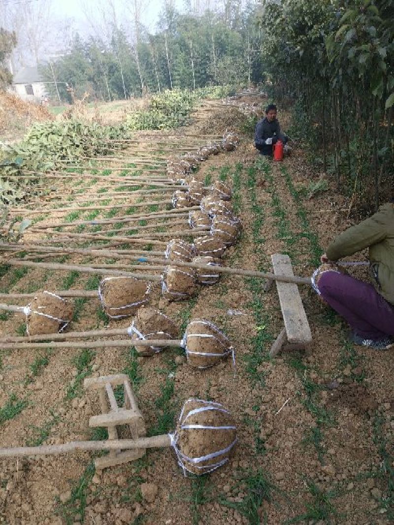 【枇杷树苗】81~110cm河南南阳苗木基地直供品质保