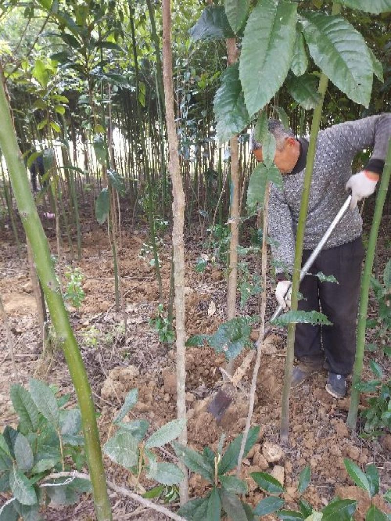 【枇杷树苗】81~110cm河南南阳苗木基地直供品质保