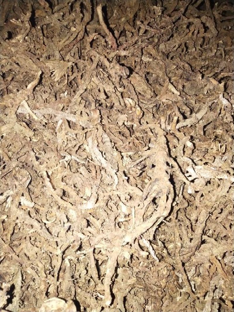石菖蒲福建足干货统条
