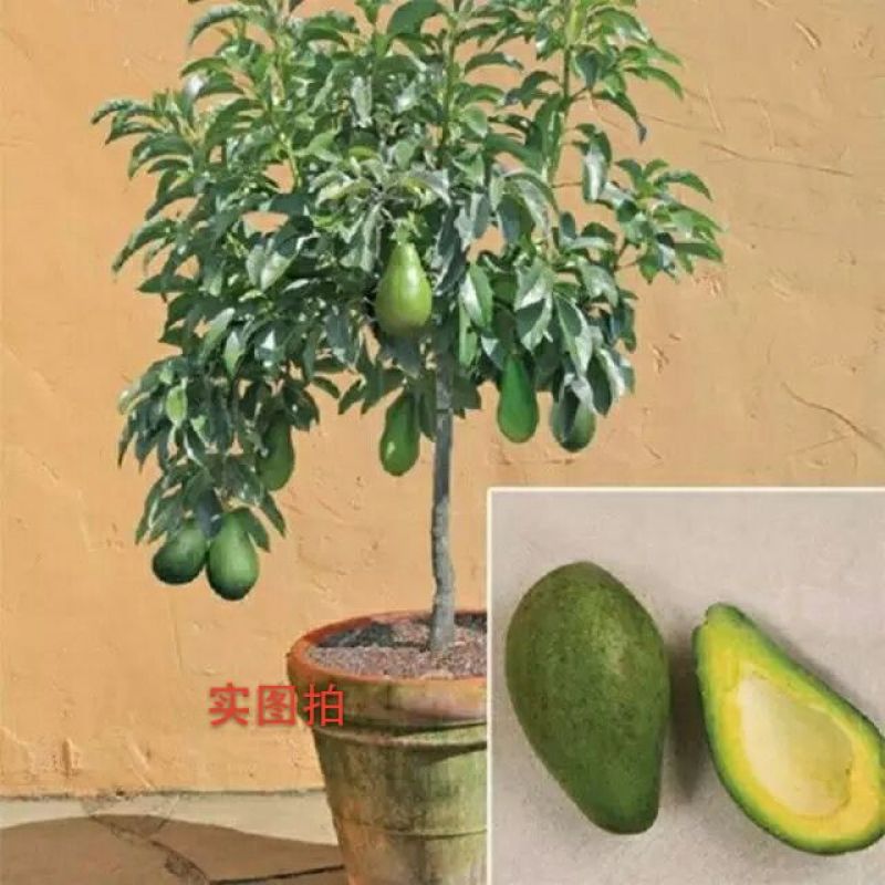 牛油果～50～80