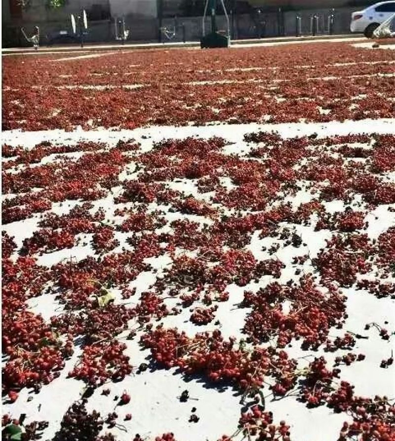 麻椒特级干