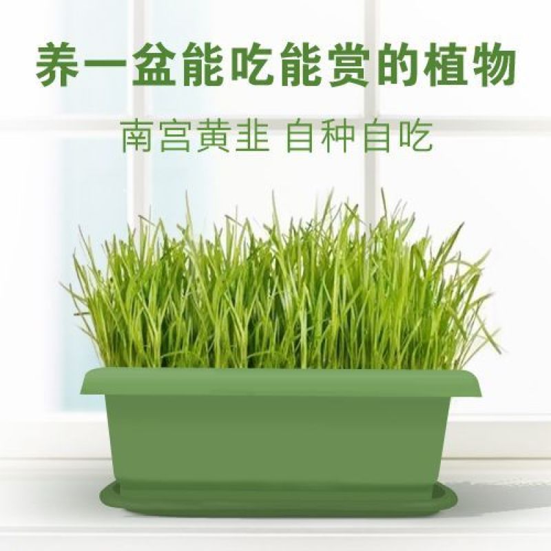 京畿凰久品牌基地直黄韭盆景盆栽黄韭蔬菜黄韭盆