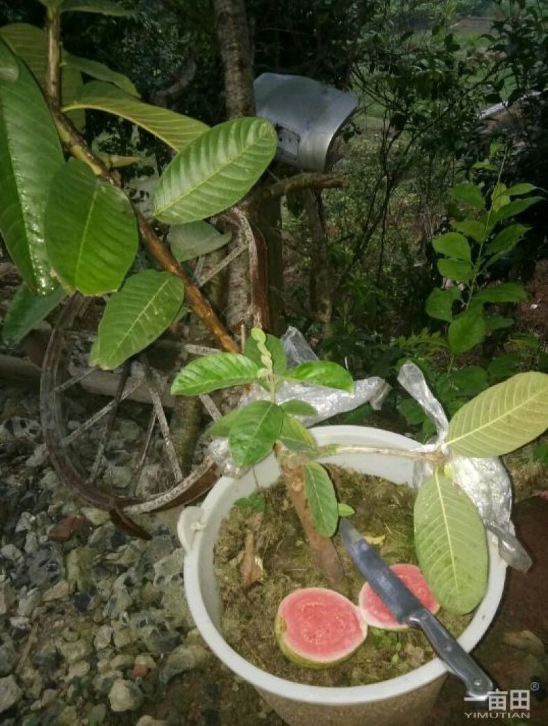 西瓜番石榴苗30~50cm