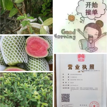西瓜番石榴苗30~50cm