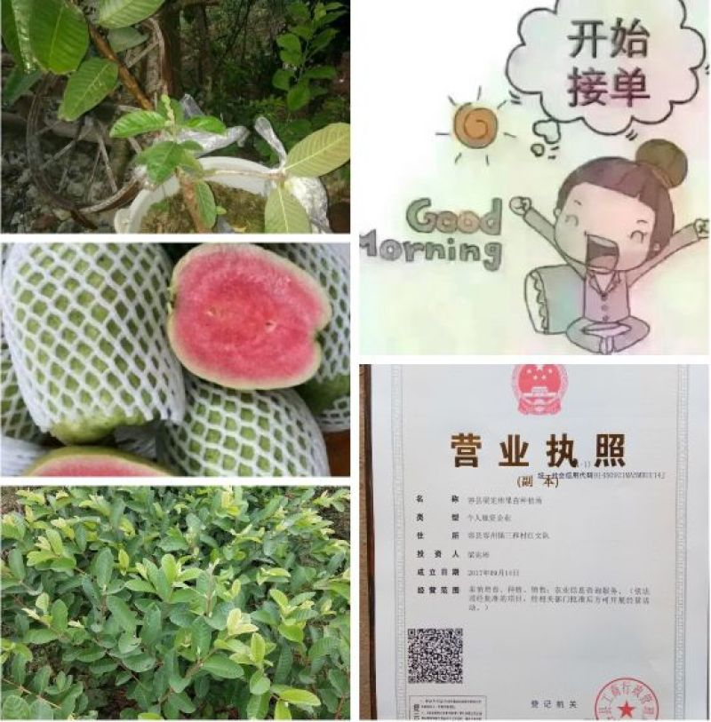 西瓜番石榴苗30~50cm
