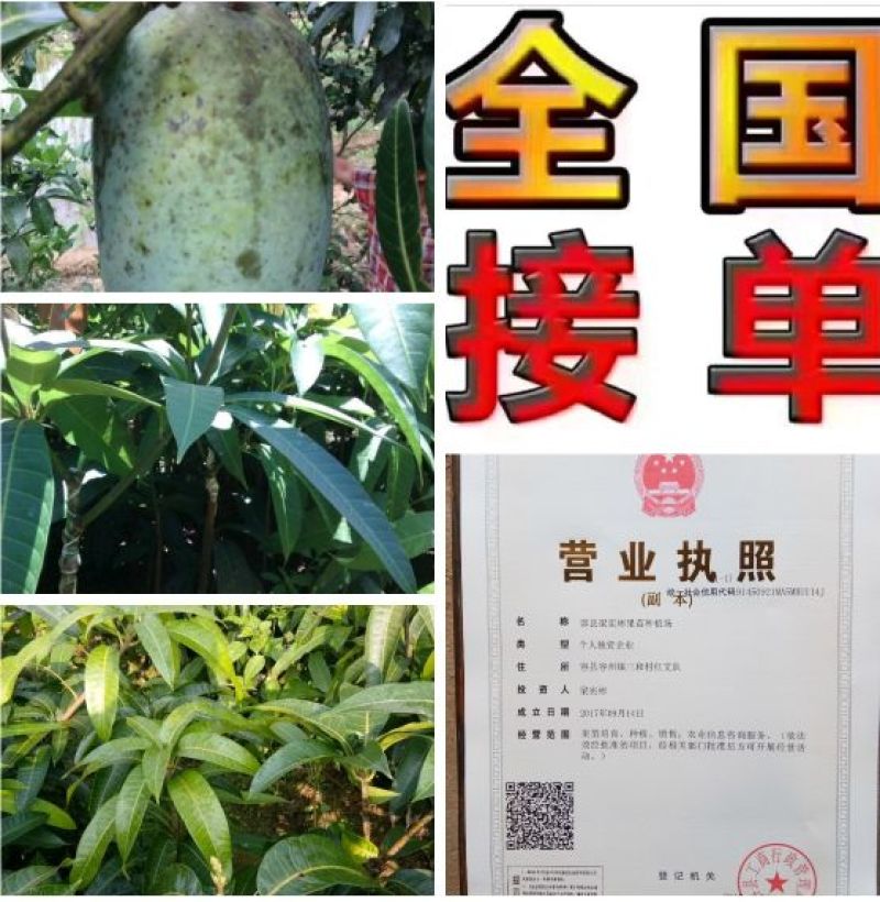 西瓜番石榴苗30~50cm