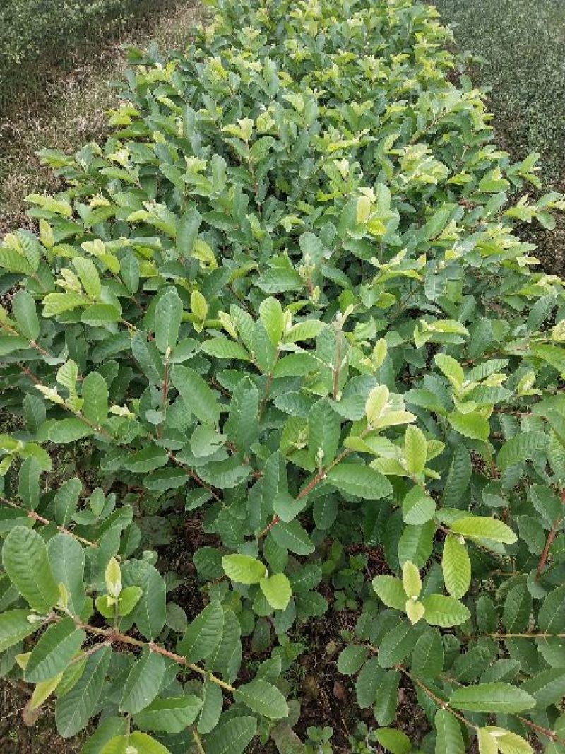 西瓜番石榴苗30~50cm
