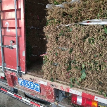 大叶菠菜20~25厘米