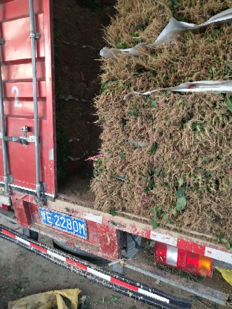 大叶菠菜20~25厘米